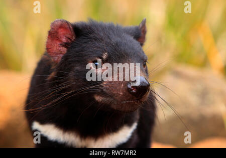 Tasmanian devil, Sarcophilus harrisii, portrait with bush background. Stock Photo