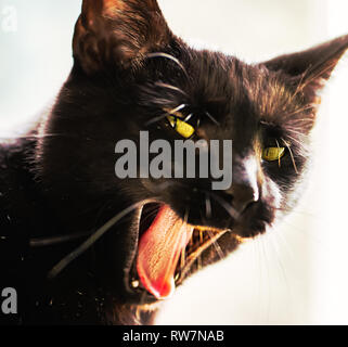 A black cat sits in front of a window yawning Stock Photo