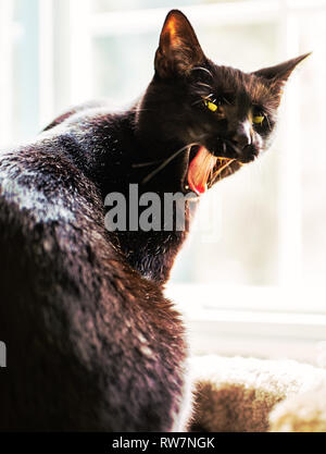 A black cat sits in front of a window yawning Stock Photo