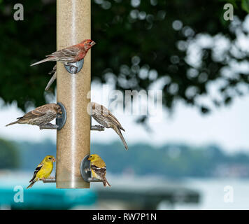 Finches Feeding Stock Photo