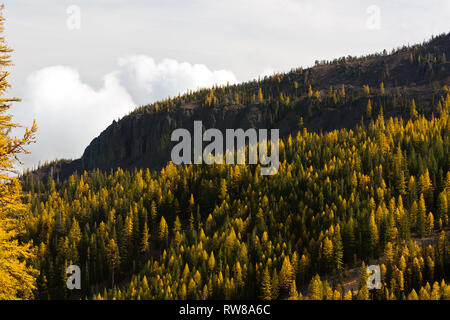 Majestic and numerous western larch, (Larix occidentalis) changing color in the fall just as broad leaf deciduous trees do creating stunning landscape Stock Photo