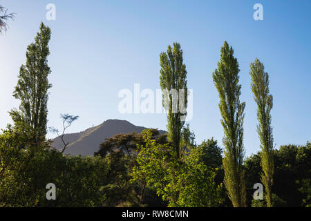 Tall, green thin trees stand in foreground of hill scene in New Zealand. Stock Photo