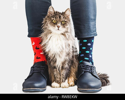 Charming kitten, office manager, stylish shoes, blue pants and bright, colorful socks on a white, isolated background. Close-up. Lifestyle, fashion, e Stock Photo