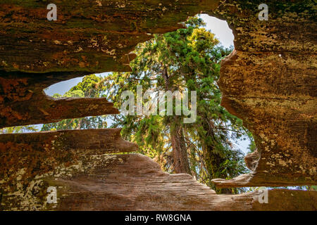 Giant sequoia (Sequoiadendron giganteum) visible through the hole in hollow fallen tree trunk Stock Photo