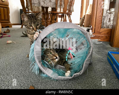 Two young grey tabby kittens actively play with a soft toy tunnel Stock Photo