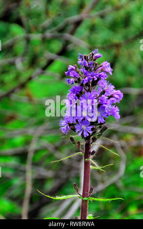 Dactylorhiza maculata, known as the heath spotted-orchid or moorland spotted orchid, is an herbaceous perennial plant belonging to the family Orchidaceae. It is widespread in mountainous regions across much of Europe from Portugal and Iceland east to Russia. . It is also found in Algeria, Morocco, and western Siberia. Stock Photo