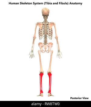 Human Skeleton System Anatomy Posterior View Stock Photo