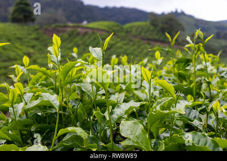 Tea leaf at the tea platation in Cameron Highland, Malaysia Stock Photo