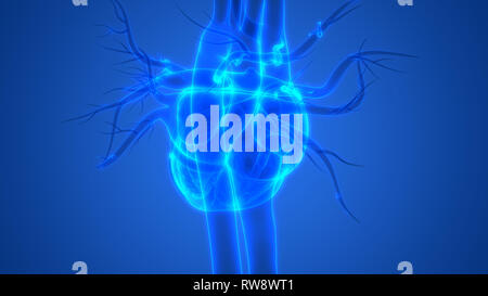 Human Cardio Vascular System Heart Anatomy Stock Photo