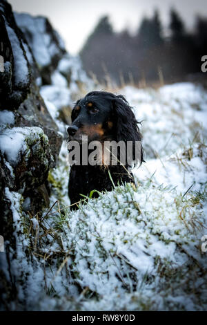 Tri colour Working Cocker Spaniel. Photographed next to a snow covered stone dyke wall. sitting in the snow covered grass. Forest in background Stock Photo