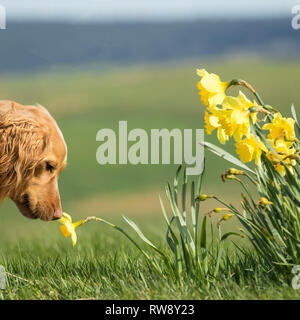 Young golden Working Cocker Spaniel. Photographed on a Scottish moor enjoying smelling a Daffodil Stock Photo