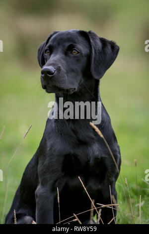 Young Black Labrador retriever photographed at a Gundog working test held at Craufordland Castle Estate, Ayrshire, Scotland Stock Photo