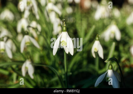 Snowdrop or common snowdrop (Galanthus nivalis) flowers Stock Photo