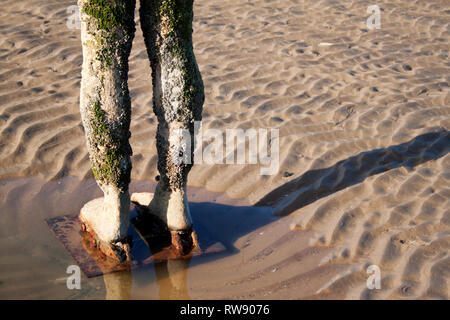 The legs of an iron man sculpture covered in algae, on Crosby Beach Stock Photo