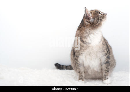 Adult pregnant domestic cat.Cat looks to the side. Stock Photo