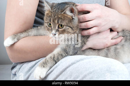 Close up of a pretty green eyed cat sitting on womans hands. The gray and white mixed breed short-haired   with the owner. Stock Photo