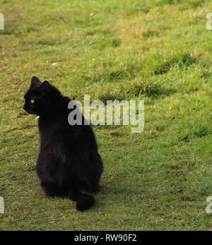 black cat in Sation Road cemetery, march, cambridgeshire Stock Photo