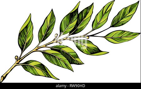 Laurel branch color sketch Stock Vector
