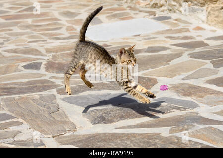 Funny tabby cat kitten running and jumping with shadow effect in a Greek alleyway, Aegean island, Greece