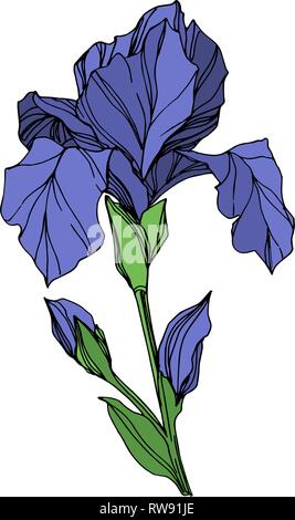 Vector Blue iris floral botanical flower. Wild spring leaf wildflower isolated. Blue and green engraved ink art. Isolated iris illustration element on Stock Vector