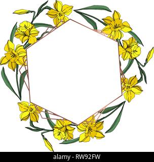 Vector Yellow Narcissus floral botanical flower. Wild spring leaf wildflower isolated. Engraved ink art. Frame border ornament square. Stock Vector