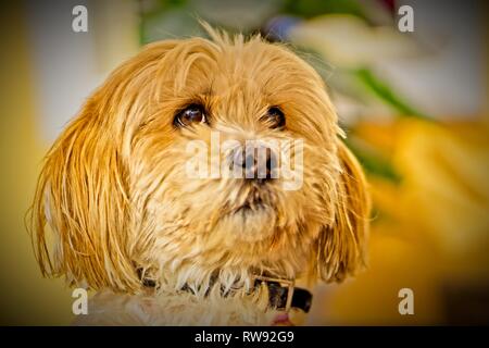 Pet portrait of dog Stock Photo