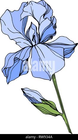 Vector Blue Iris floral botanical flower. Wild spring leaf wildflower isolated. Engraved ink art. Isolated iris illustration element on white backgrou Stock Vector