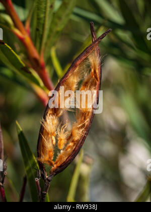 Nerium oleander. The seeds surrounded by hairs emerge from a dry fruit. Stock Photo