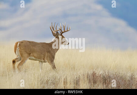 Whitetail Deer buck with trophy class antlers sporting 16 antler points ...