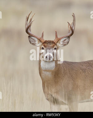 Whitetail Deer buck with trophy class antlers sporting 16 antler points Stock Photo