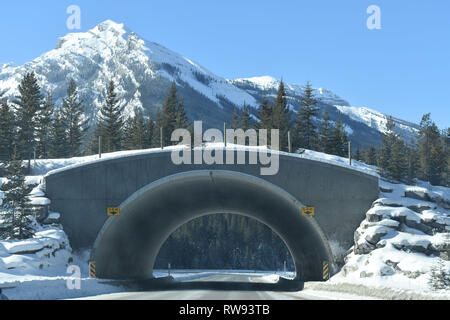 Wildlife Overpass Stock Photo