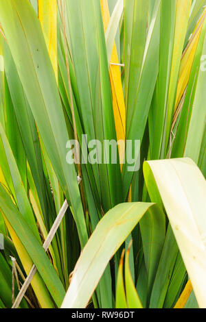 Colourful closeup of leaves from a NZ flax plant. Stock Photo