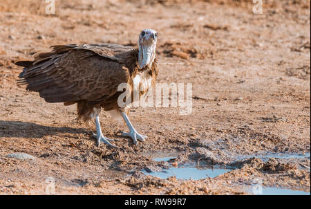 Hooded vulture (Necrosyrtes monachus), drinking water after the rains in the Timbavati Nature Reserve, South Africa. Stock Photo
