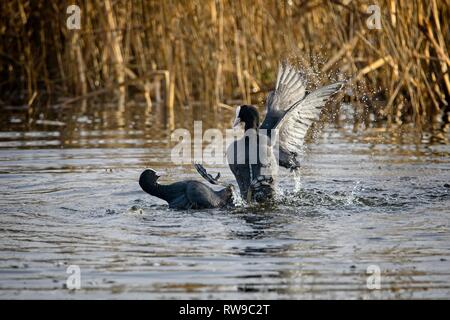 Two coots at Leighton Moss RSPB reserve settling a disagreement Stock Photo