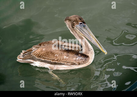 Brown pelican, juvenile (Pelecanus occidentalis) on the water in Rose Marina, Marco Island, Florida, USA Stock Photo
