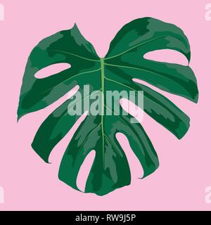Tropical leaf of monstera deliciosa isolated on pink background vector illustration Stock Vector