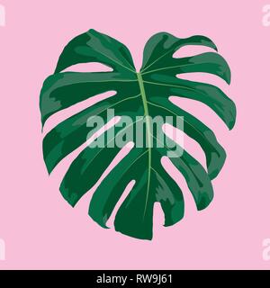 Tropical leaf of monstera deliciosa isolated on pink background vector illustration Stock Vector