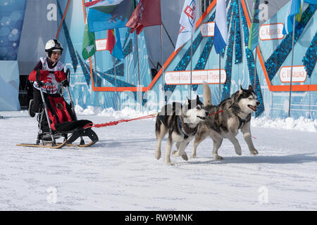 Kamchatka Kids Competitions Dog Sled Race Dyulin Beringia. Running husky dog sled young musher through stadium Stock Photo