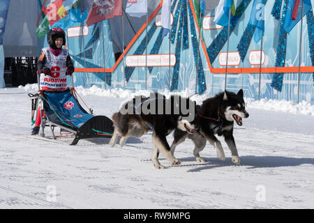Running husky dog sled young musher through stadium. Kamchatka Kids Competitions Dog Sled Racing Dyulin Beringia Stock Photo