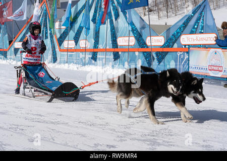 Running husky dog sled young musher through stadium. Kamchatka Kids Competitions Dog Sled Race Dyulin Beringia Stock Photo