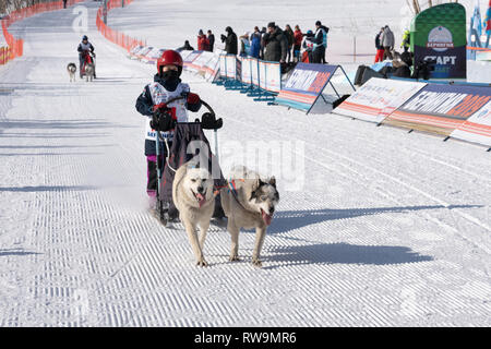 Kamchatka Kids Competitions Dog Sled Racing Dyulin Beringia. Running husky dog sled young musher through stadium. Stock Photo