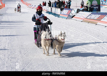 Kamchatka Kids Competitions Dog Sled Race Dyulin Beringia. Running husky dog sled young musher through stadium Stock Photo