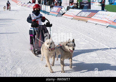 Running husky dog sled young musher through stadium. Kamchatka Kids Competitions Dog Sled Racing Dyulin Beringia Stock Photo