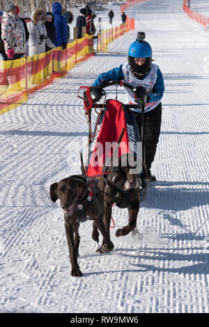 Running dog sled young musher through stadium. Kamchatka Kids Competitions Dog Sled Racing Dyulin Beringia Stock Photo