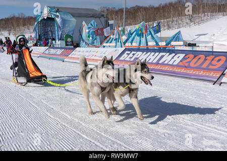 Running husky dog sled young musher through stadium. Kamchatka Kids Competitions Dog Sled Race Dyulin Beringia Stock Photo