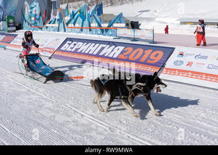 Running husky dog sled young musher through stadium. Kamchatka Kids Competitions Dog Sled Race Dyulin Beringiya. Stock Photo