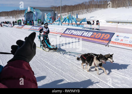 Kamchatka Kids Competitions Dog Sled Racing Dyulin Beringia. Running husky dog sled young musher through stadium. Stock Photo