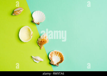 Summer holiday background, seashells on turquoise and green background. Sea souvenirs. Summer concept. Flat lay, top view, copy space. Stock Photo