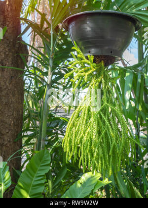 Green beautiful plant hanging from the black pot decoration in the garden background on sunny day vertical style. Stock Photo