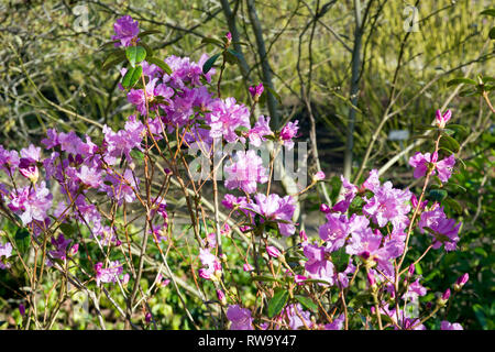 Rhododendron 'Praecox' Stock Photo